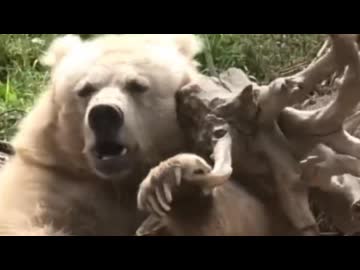 ホモと見る爪とぎするおっさんみたいなクマ