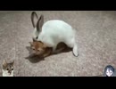 ホモと見るウサギに襲われてしまう子猫