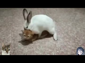 ホモと見るウサギに襲われてしまう子猫