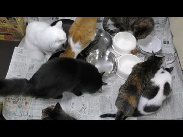 今週のおやつ（本隊）【蒼民家の猫々】