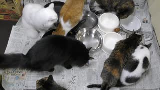 今週のおやつ（本隊）【蒼民家の猫々】