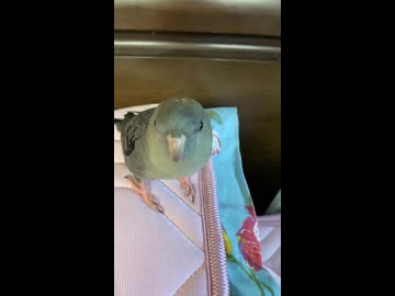 ホモと見るLineの着信音を真似るインコ