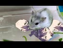 ハムスターにかじられる緑黄色剣持