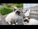 猫島の郵便局裏で行われるシャム猫の集会に行ってきた #猫 #猫島