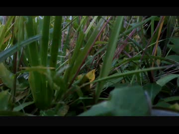 【～夜長の虫の声～】