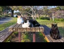 公園のテーブルに集まって寝ていた猫たちをナデナデしてきた #猫