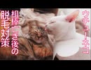 ウチューネコ、相棒猫の他界後に脱毛が発覚する