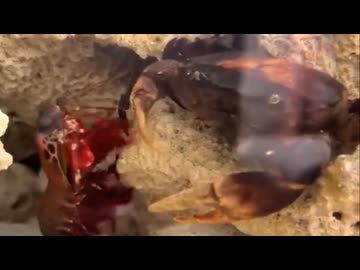 ホモと見るシャコのパンチで腕を粉砕されるカニ