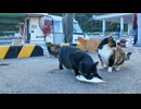 ♪お魚くわえた黒猫追っかけて #猫