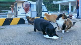 ♪お魚くわえた黒猫追っかけて #猫