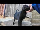 猫島の山の中腹の細道で出会った黒猫ちゃんがかわい過ぎる