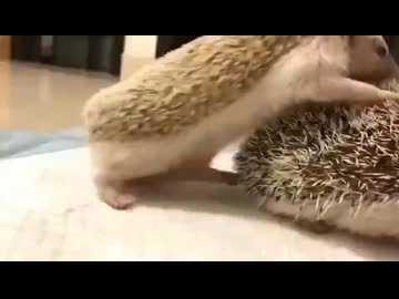 ホモと見る命がけで子孫を残そうとするハリネズミ