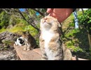 猫島にあるベンチに座ると大体猫に取り囲まれる #猫 #猫島