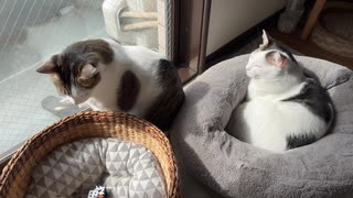 ねこアパートメント101号室