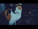 猫【トンネル31】#4
