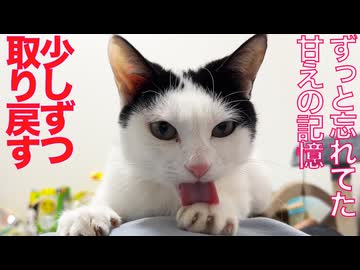 元・多頭崩壊からのレスキュー猫、少しずつ記憶を取り戻す