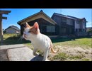 猫島の鳥居の前の石段に座ると猫が隣に座ってきた #猫 #猫島