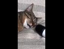 ホモと聴く猫のいびきASMR
