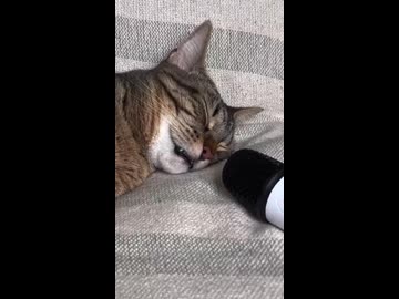 ホモと聴く猫のいびきASMR