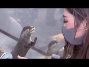 ホモと見るカワウソvsデカ過ぎる女