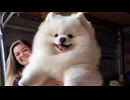 ホモと見る大型犬の遺伝子を受け継いだポメラニアン