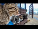 島を散歩して帰りのフェリー乗り場に戻って来ると猫たちが待ち構えていた