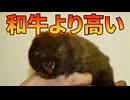 このネズミが和牛より高価な理由【解説動画】