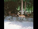近鉄で奈良に行く時にかかる歌(sunoai)