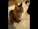 猫ちゃん