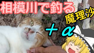 相模川で釣る魔理沙＋α