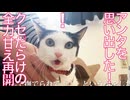 元・多頭崩壊からのレスキュー猫、全力甘えを再開する