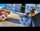 港に漁船が帰ってきたので猫たち総出でお出迎え