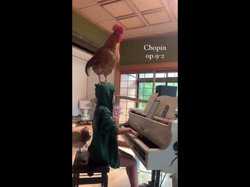 ホモと見るピアノの演奏を聴いて鳴くニワトリ