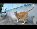 港に漁船のお出迎え行ってきた猫ちゃん、魚配りが終わったので自分の住処に帰る