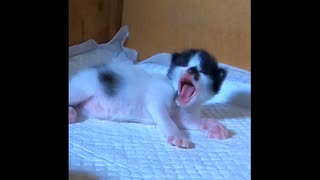 【ショート】子猫はたっくさん欠伸します。母猫も(^.^)