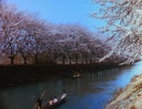 戦前のカラー映像 桜の季節の日本 1936年（昭和11年）