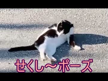 そうだ、ネコに囲まれよう