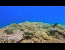 熱帯魚の生態系