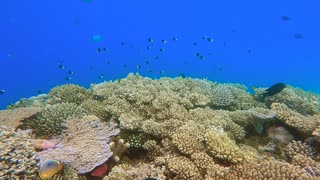 熱帯魚の生態系