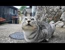 猫島の漁港の街の路地裏で座っていた猫たちをナデナデしてきた #猫 #猫島