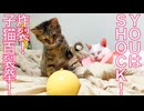 コムギ子猫、猫の試練を百裂拳で突破する