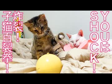 コムギ子猫、猫の試練を百裂拳で突破する