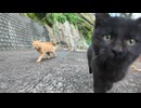 山の上集落から港まで付いてきた猫たち、港の猫グループと喧嘩になりそうだったので元の場所まで連れて帰った #猫 #猫島