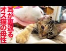 コムギ子猫、暴走母性を浴びて耳が裏返る