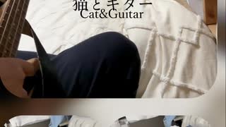 猫とギター cat&guitar