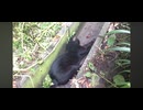 【視聴注意】野良ネコが死ぬ瞬間！！！！