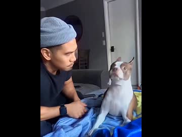 ホモと見る人間に吠えられた犬たちのリアクション