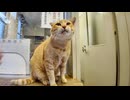 雨でフェリー欠航、切符売り場はねこカフェに変わりました