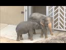 「初めて見た」アジアゾウ３頭を一般公開　名前は「あお・ゆずは・わかば」