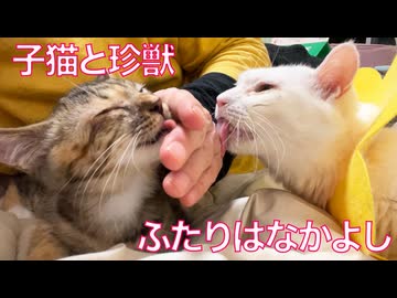 コムギ子猫、猫型珍獣じいちゃんに甘える